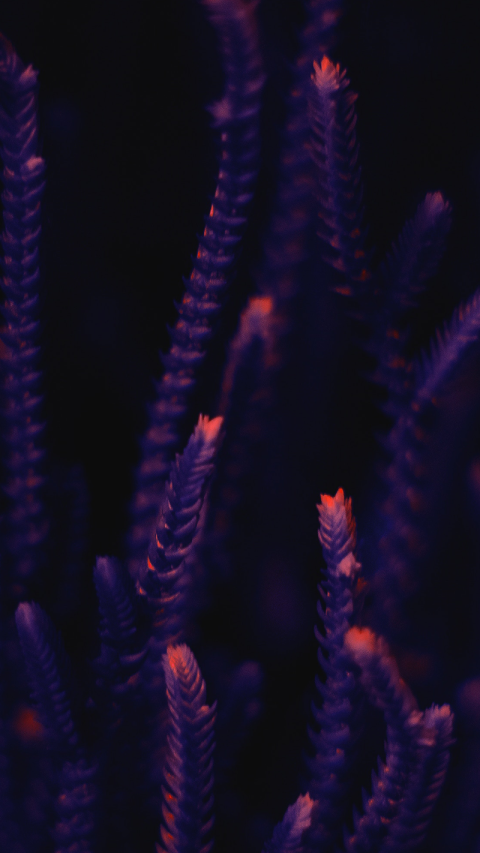 Phone Wallpapers (1)