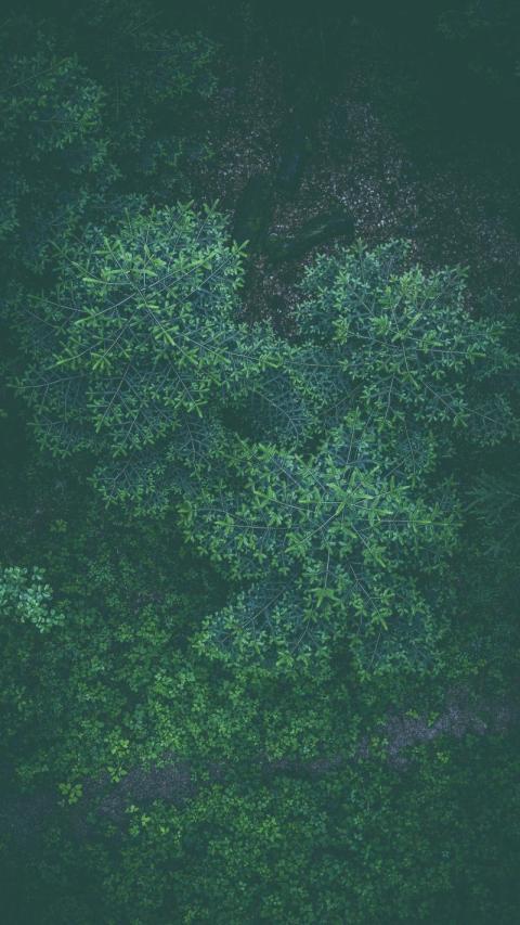 Phone Wallpapers (19)
