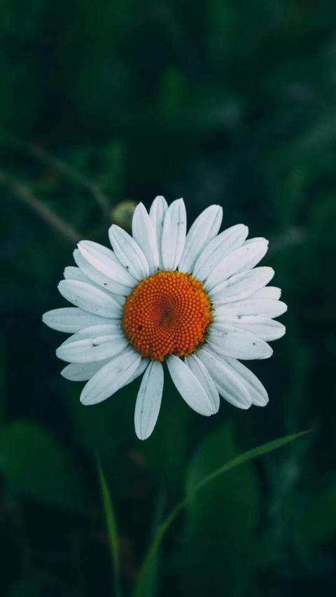 Phone Wallpapers (179)