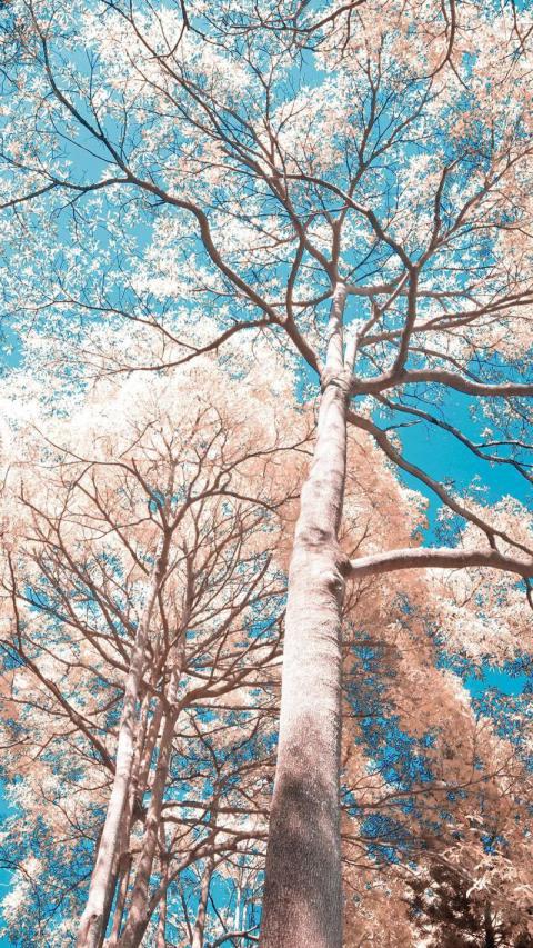 Phone Wallpapers (192)