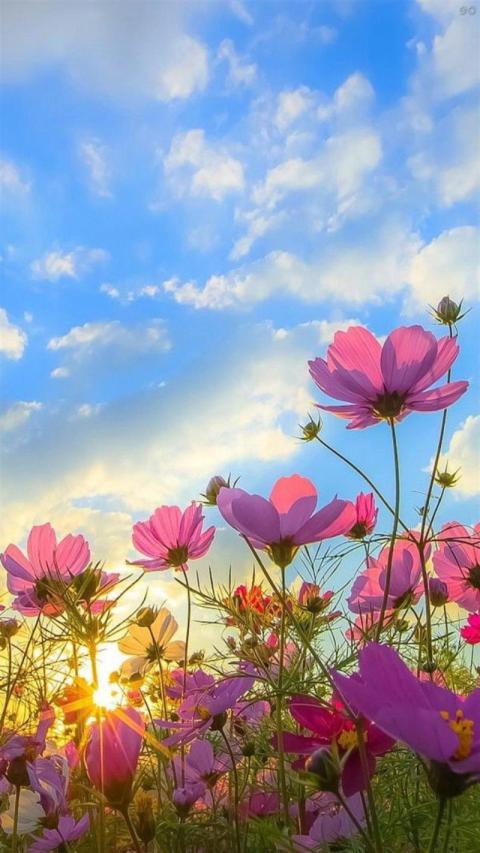 Phone Wallpaper (420)
