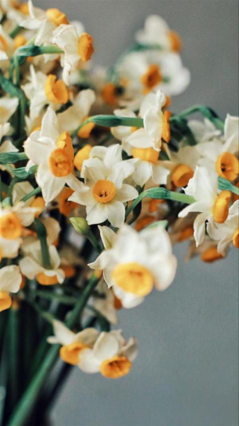 Phone Wallpaper (527)