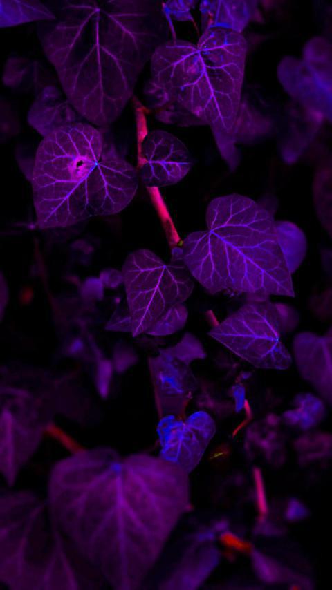Phone Wallpapers (7)