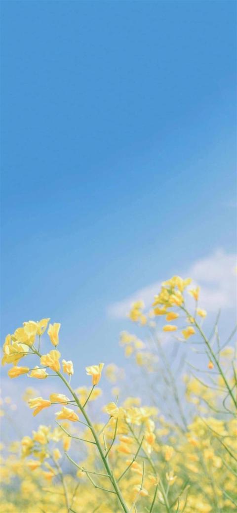 Phone Wallpaper (338)