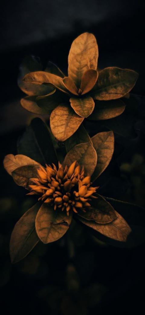 Phone Wallpaper (320)