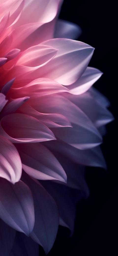 Phone Wallpaper (523)