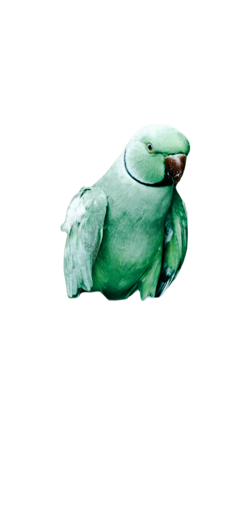 Parrots in the world png file 321