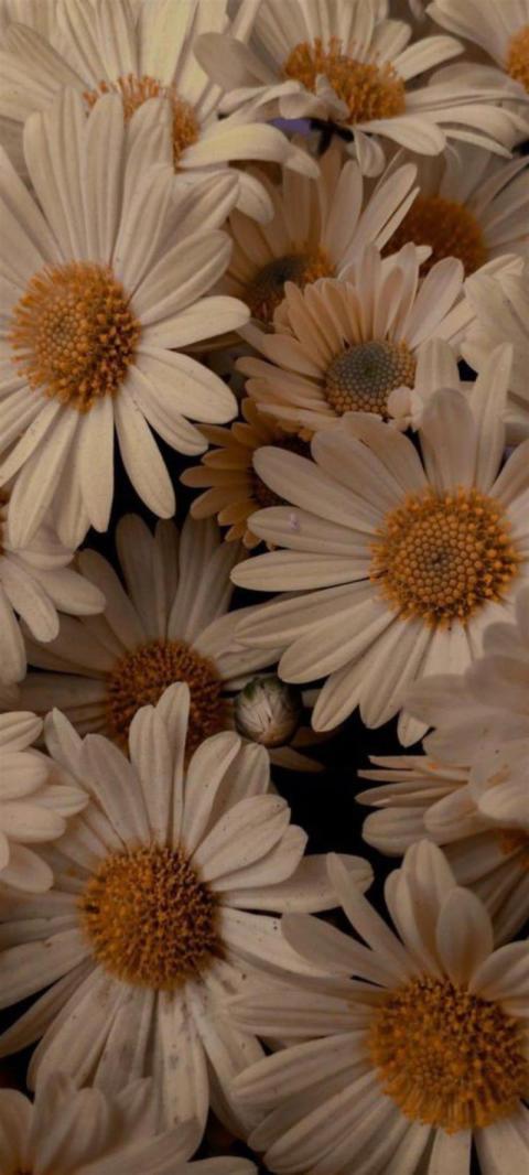 Phone Wallpaper (193)
