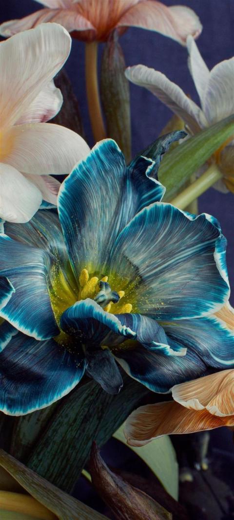 Phone Wallpaper (486)