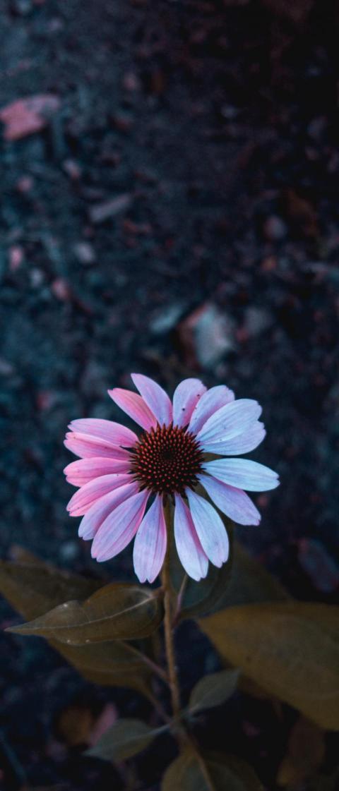 Phone Wallpapers (33)