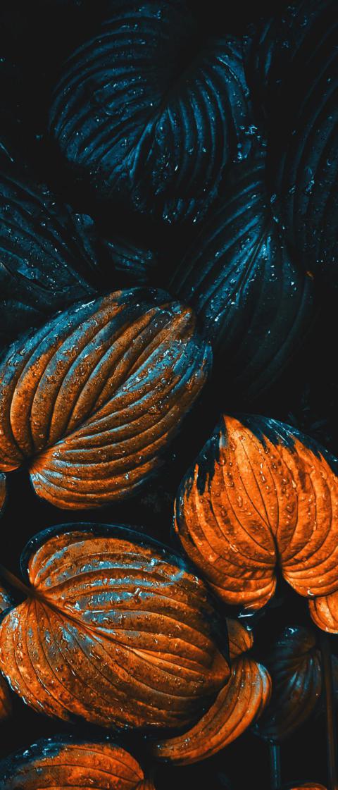 Phone Wallpapers (35)
