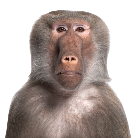 Baboon simia hamadryas 2024 09 27 01 54 24 utc