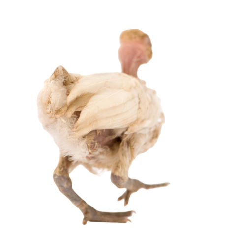 Hen from benin 2024 09 27 08 17 34 utc