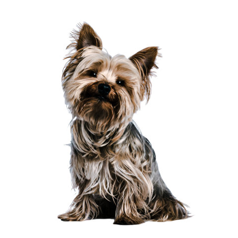 Cute dog, pet 10