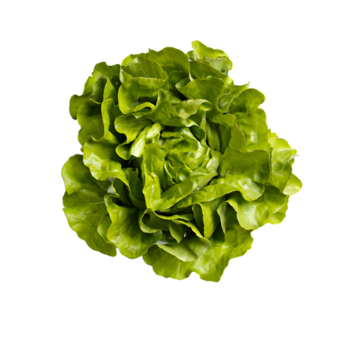 Vegetables png file free download (frefile com) 188