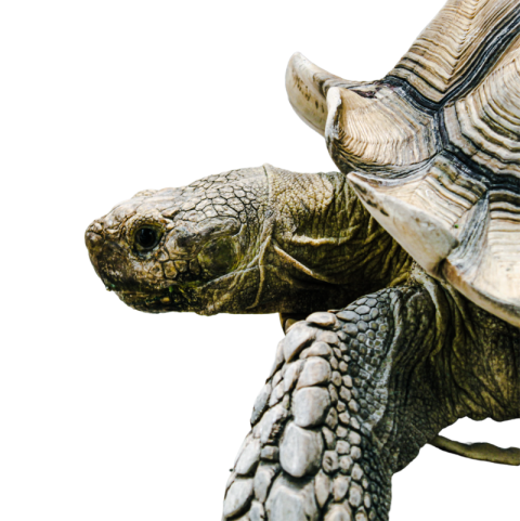 Turtle png file, free download 18