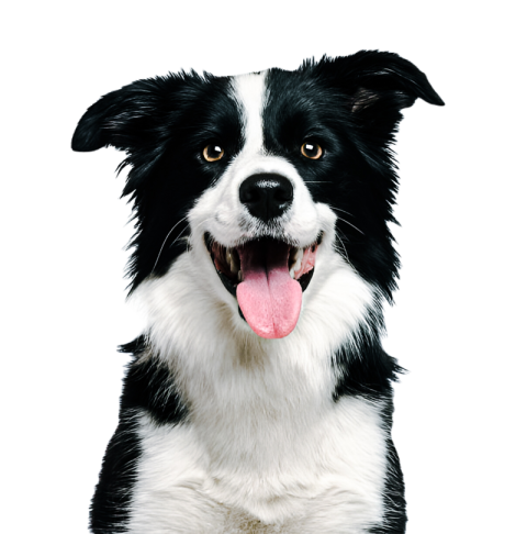 Cute dog, pet 27