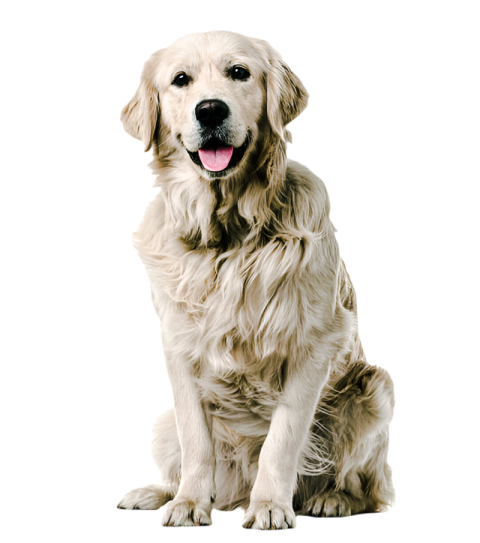 Cute dog, pet 8