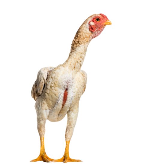 Shamo shamo also known as gamecocks standing agai 2024 09 26 22 44 21 utc