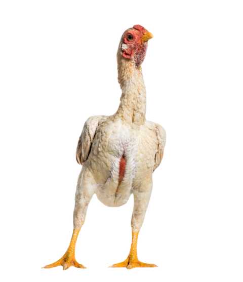 Shamo shamo also known as gamecocks standing agai 2024 09 26 22 54 08 utc