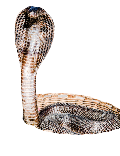 Snake png file free download (frefile com) 63