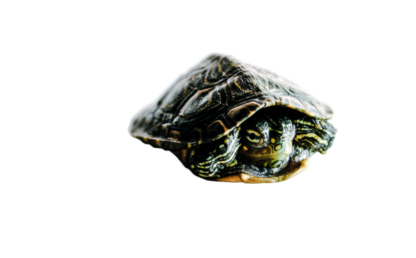 Turtle png file, free download 41