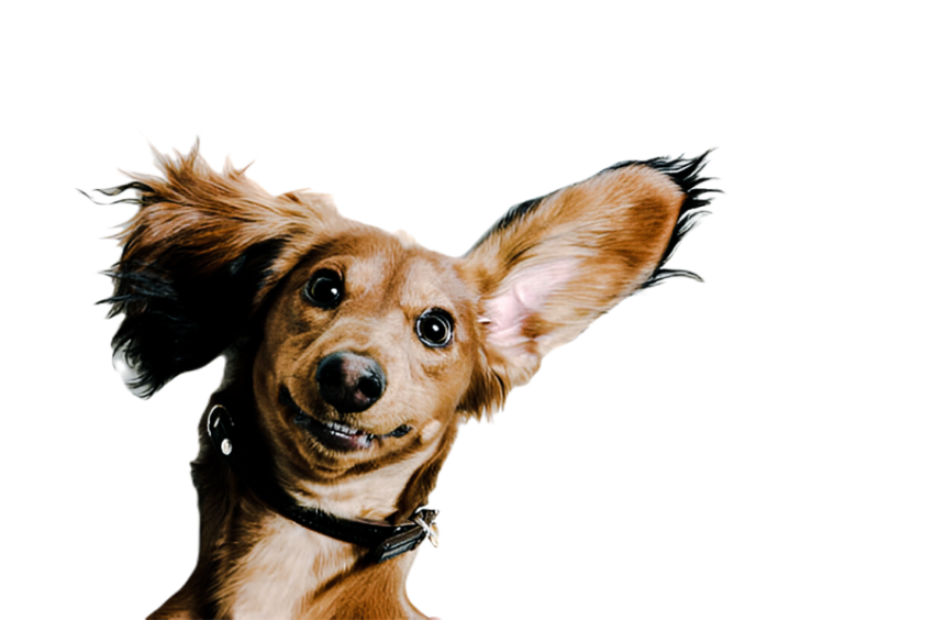 Cute dog, pet 25