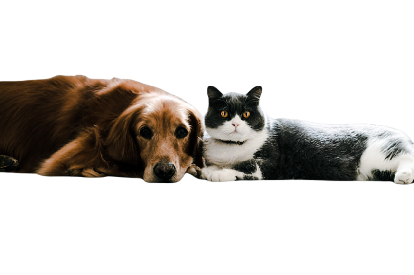 Cute dog, pet 36