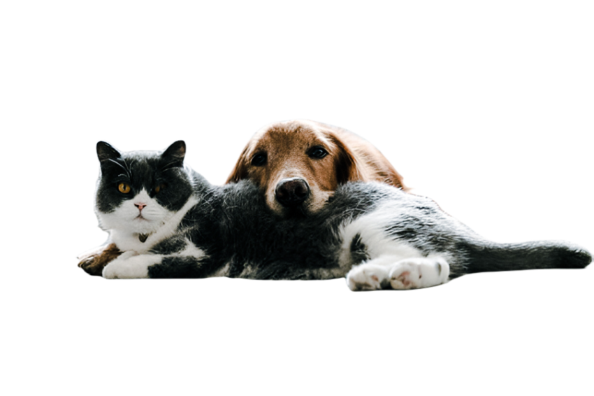 Cute dog, pet 29