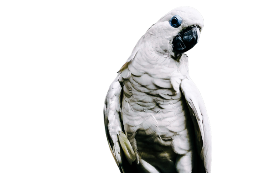 Parrots in the world png file 56
