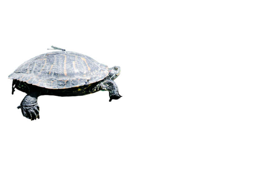 Turtle png file, free download 8
