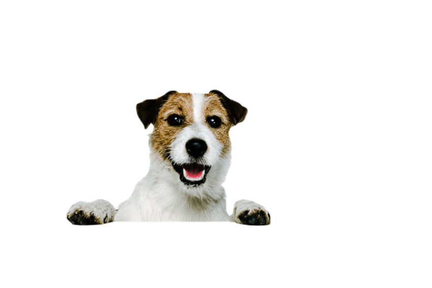 Cute dog, pet 37