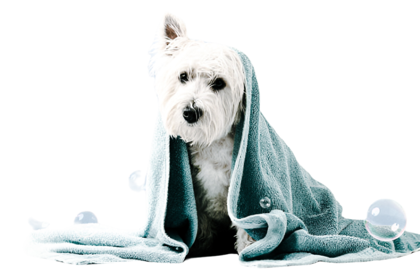 Cute dog, pet 35