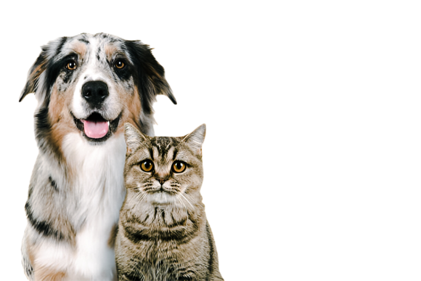 Cute dog, pet 30