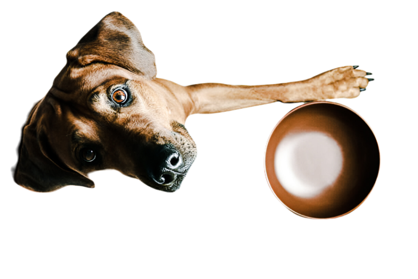 Cute dog, pet 28