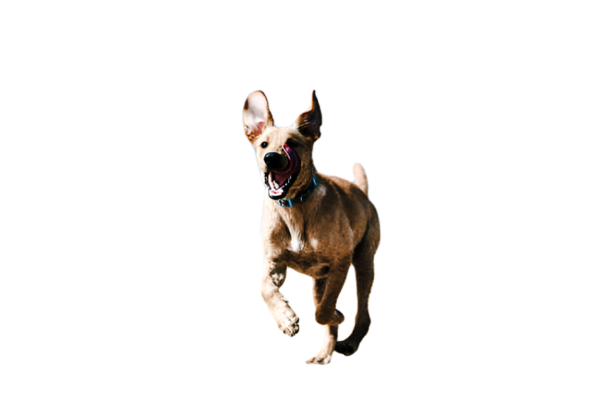 Cute dog, pet 22