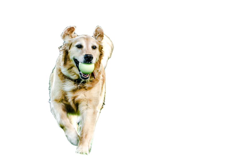 Cute dog, pet 21