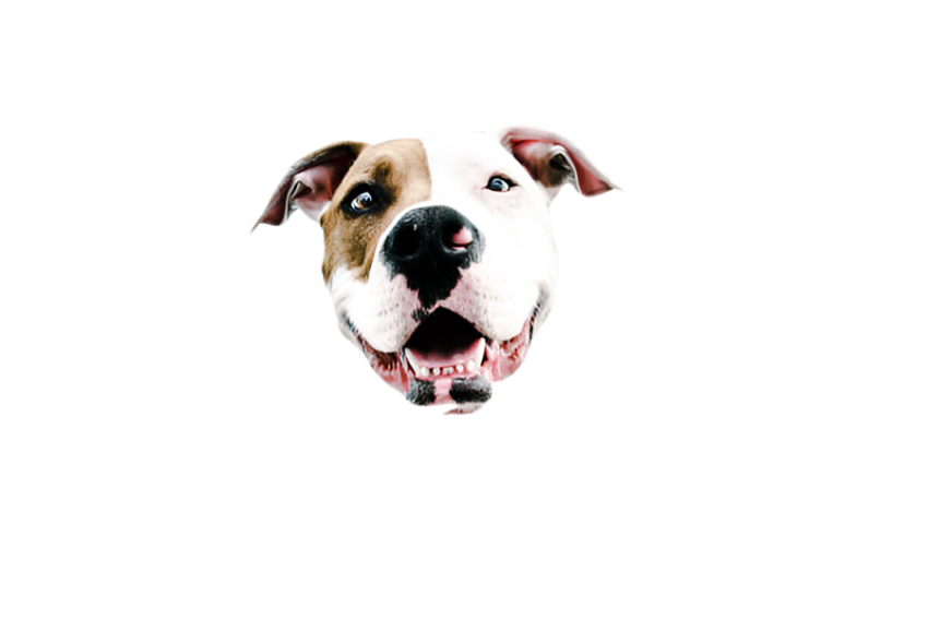 Cute dog, pet 19