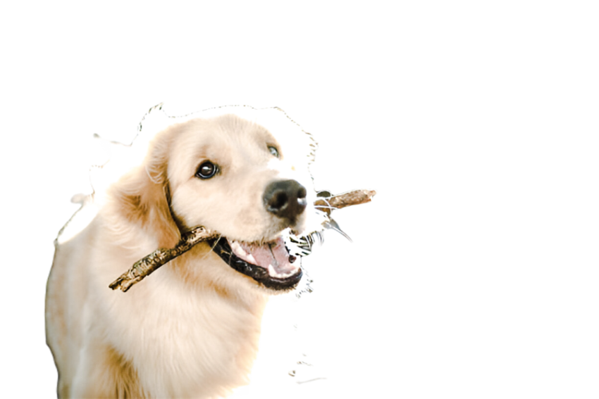 Cute dog, pet 18