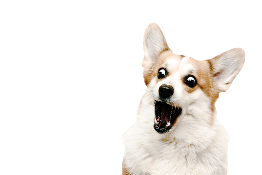 Cute dog, pet 9