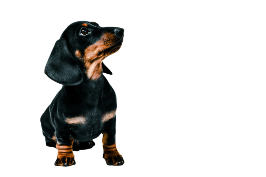 Cute dog, pet 7