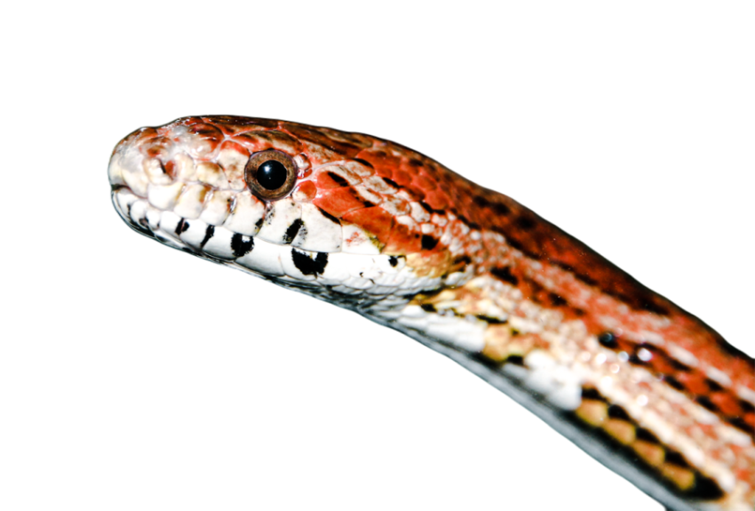 Snake png file free download (frefile com) 5
