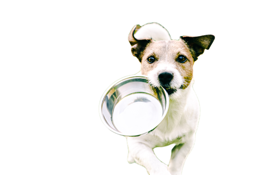 Cute dog, pet 32