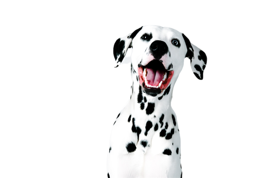 Cute dog, pet 33