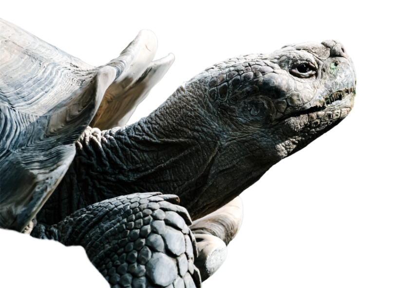 Turtle png file, free download 7