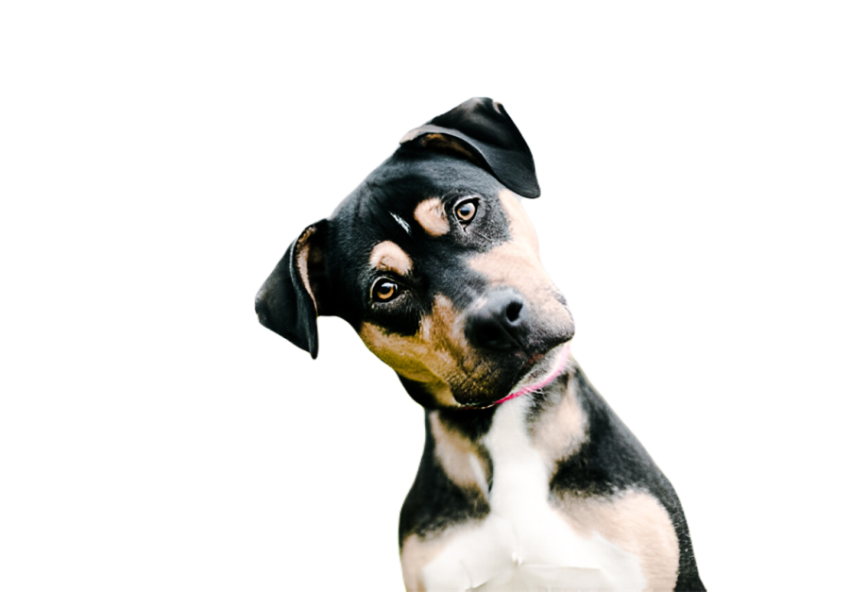 Cute dog, pet 24