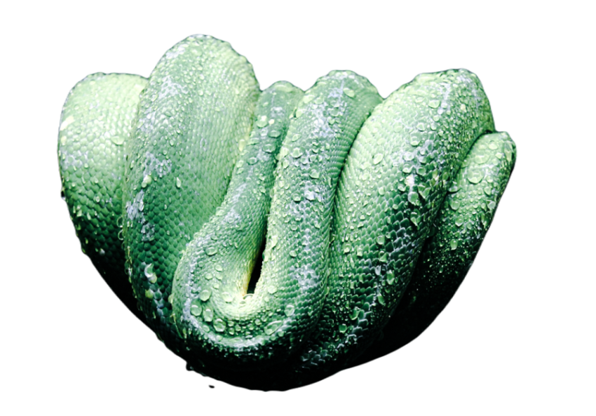 Snake png file free download (frefile com) 7