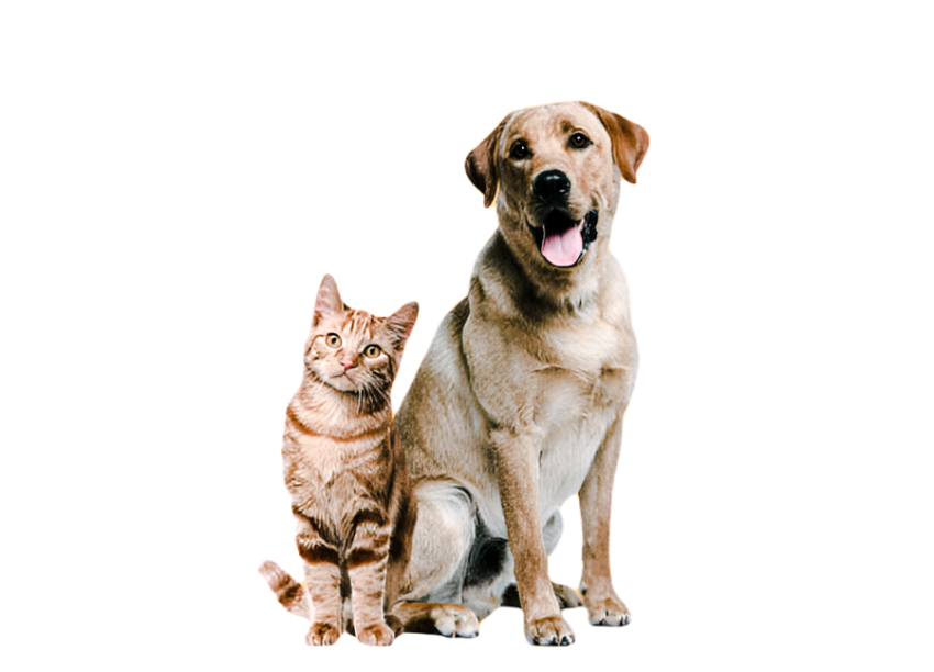 Cute dog, pet 5