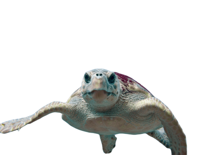 Loggerhead turtle 123402