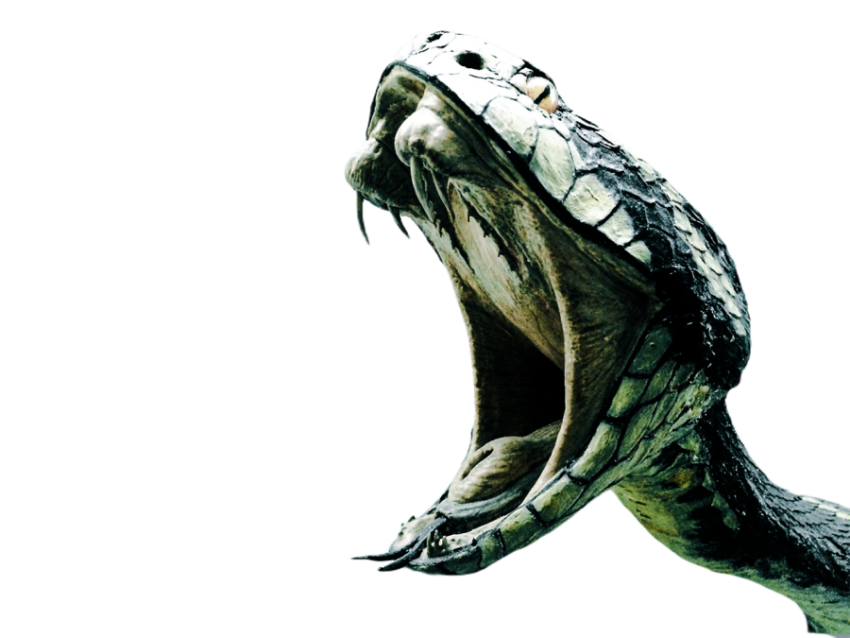 Snake png file free download (frefile com) 12